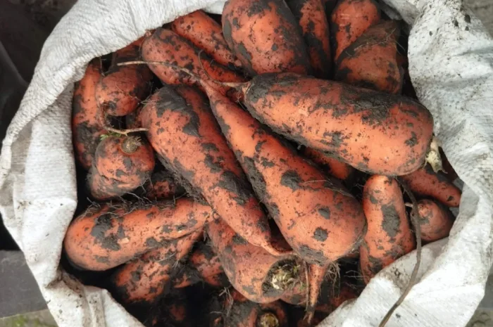 Продаж моркви середнього розміру- фото № 1