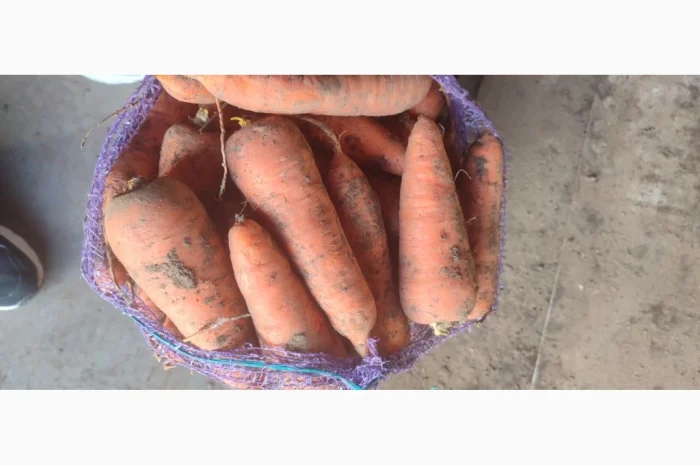 Продаж моркви сорту Каратель- фото № 2