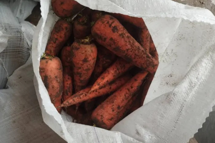 Продам морковь оптом- фото № 2
