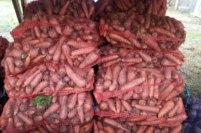Продам моркву сорт Болтекс- фото № 1