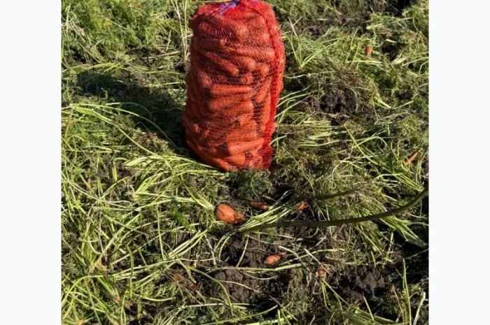 Морква сорт Кардоба в наявності- фото № 2