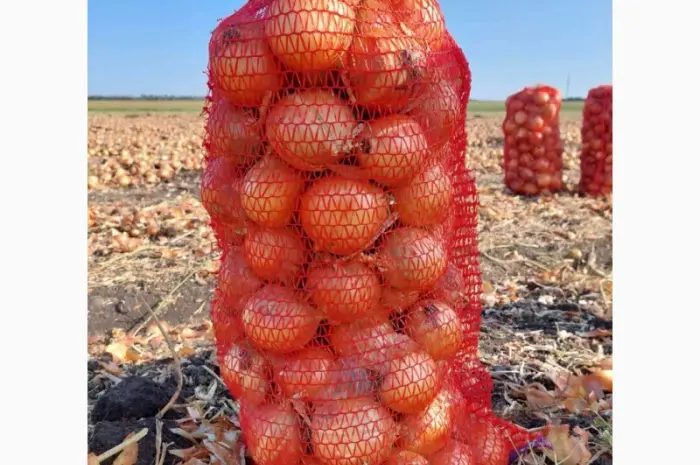 Продам цибулю- фото № 1
