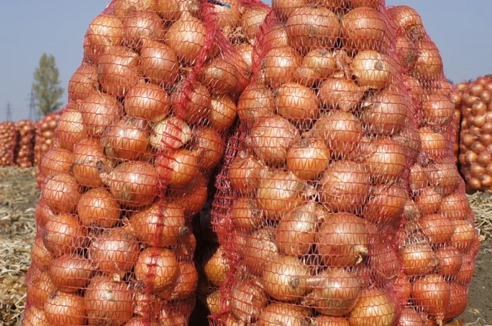 Цибуля гарної якості сорт Утрера- фото № 1