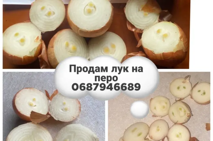 Продам лук на вигонку пера- фото № 1