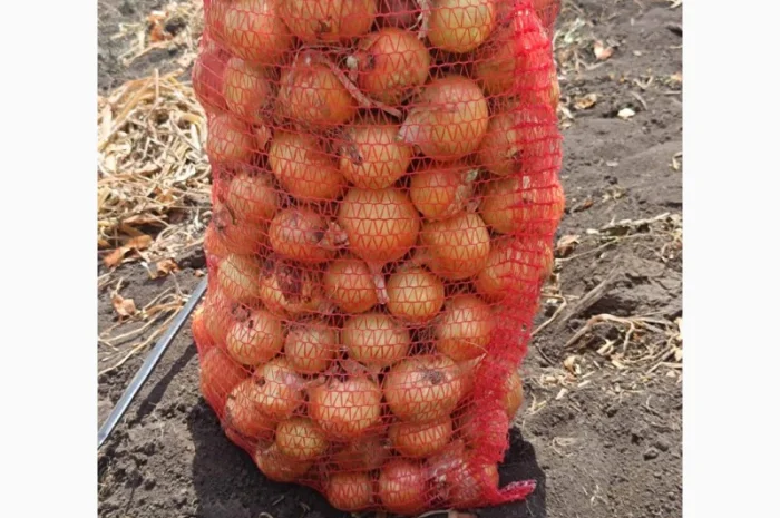 Продаж цибулі в Красівському- фото № 2