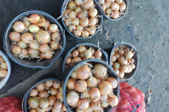 Продаю цибулю гарної якості- фото № 2