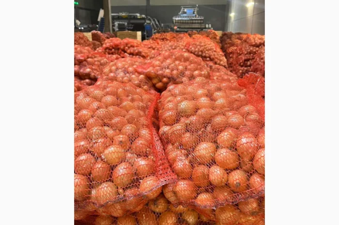 Цибуля першого гатунку на продаж- фото № 2