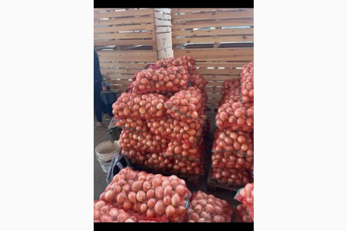 Цибуля першого гатунку на продаж- фото № 3