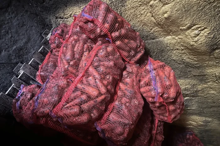 Продаж моркви та цибулі у Харкові- фото № 3