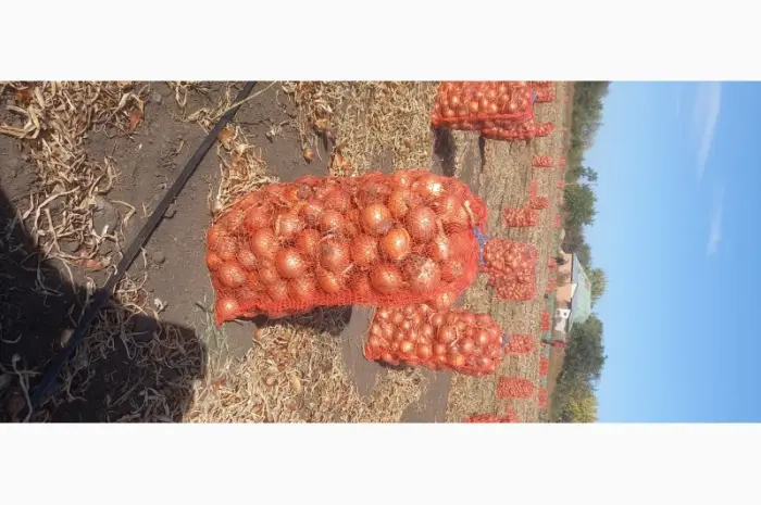 Продам товарный лук сорт Боско- фото № 1