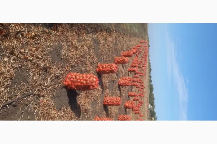 Продам товарный лук сорт Боско- фото № 2