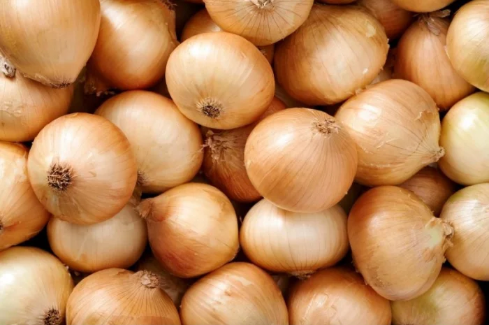 Цибуля без хімікатів- фото № 1