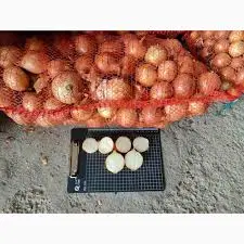 Львовский молодой лук - стабильные поставки зелёной и репчатой продукции- фото № 1
