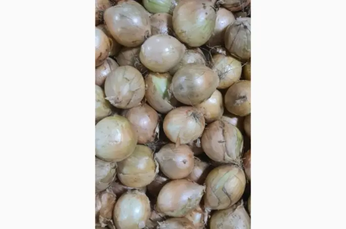 Продам лук из Польши 1- фото № 5