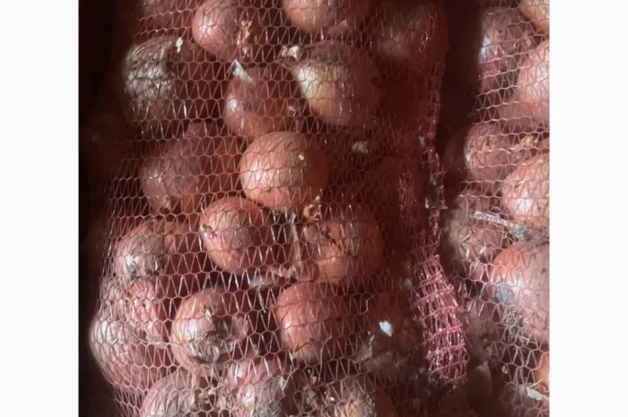 Продаж цибулі гарної якості- фото № 1