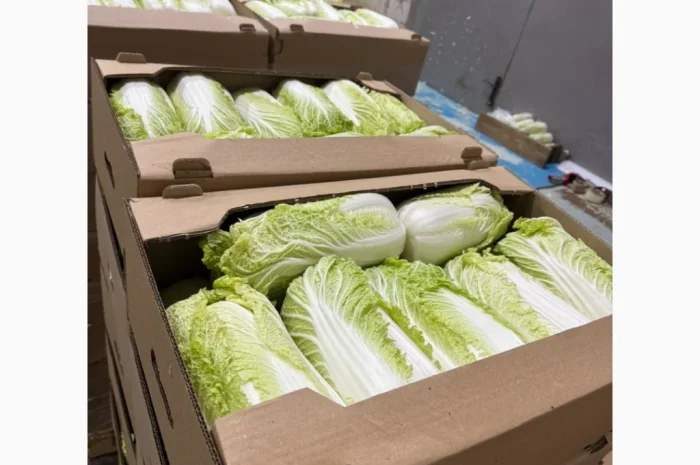 Пекінська капуста для експорту- фото № 4