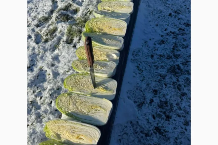 Пекінська капуста для експорту- фото № 3