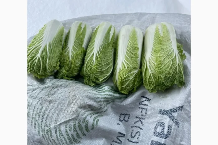 Пекінська капуста для експорту- фото № 6
