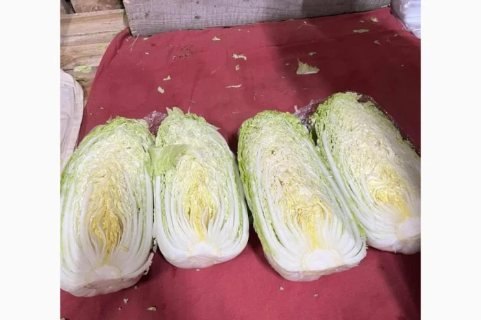 Пекінська капуста для експорту- фото № 7