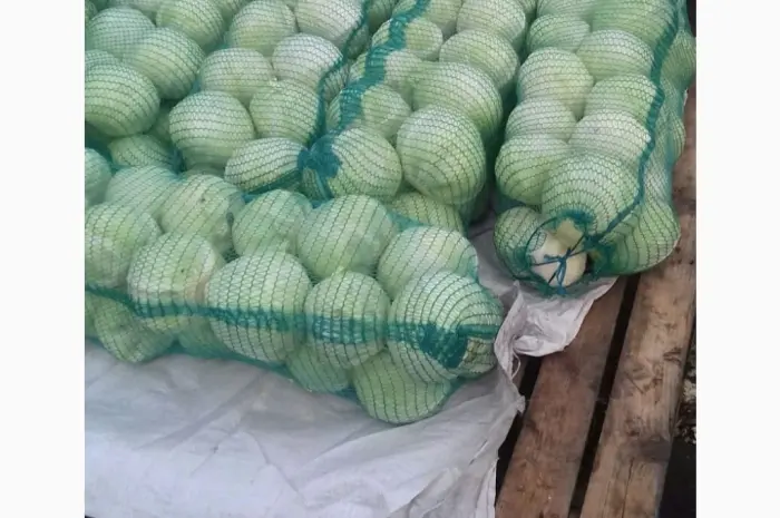 Продам капусту сорта Сторідор и Аргесор- фото № 1