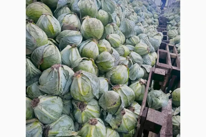 Продам капусту сорта Сторідор и Аргесор- фото № 2