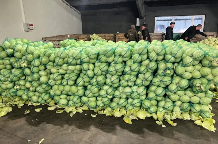 Продажа капусты сорта Тореадор- фото № 1