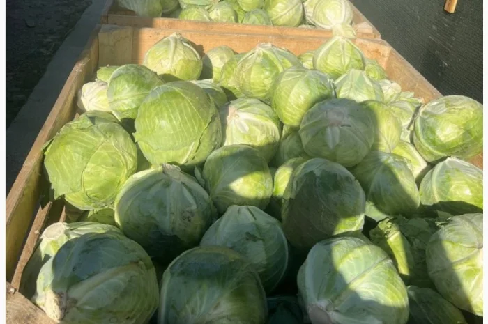 Капуста білокачанна Агресор на продаж- фото № 1