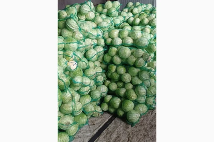 Капуста сорт «Золтон» на продаж- фото № 1