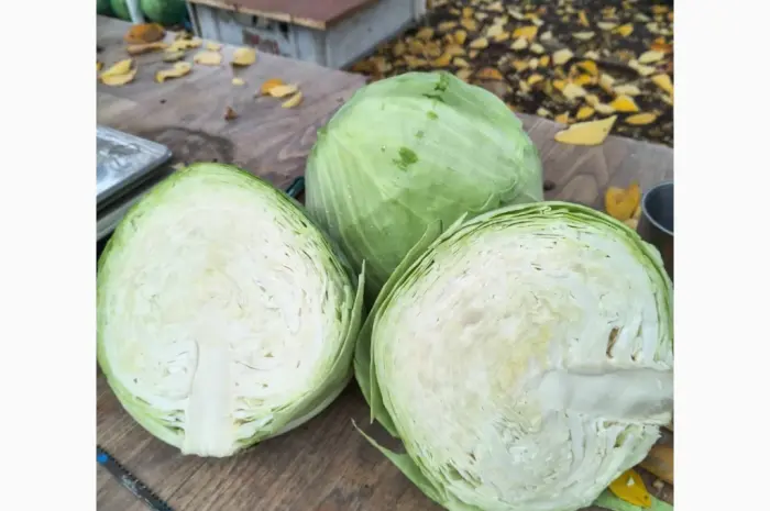 Продам капусту Агрессор без трипса и болезней- фото № 2