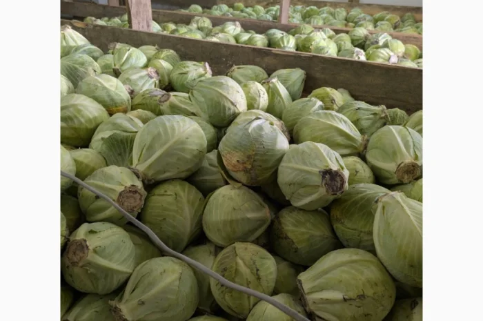 Капуста на продаж- фото № 1