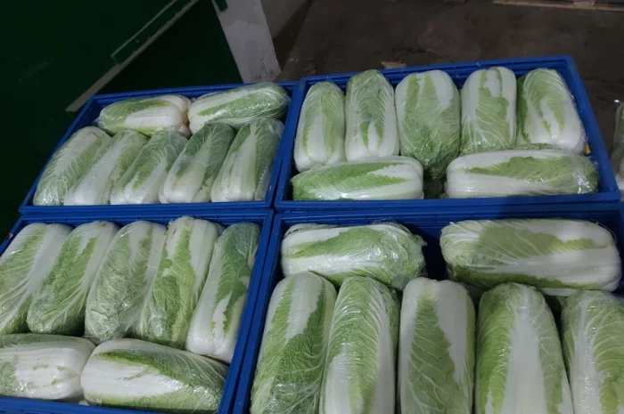 Пекинська капуста на продаж- фото № 6