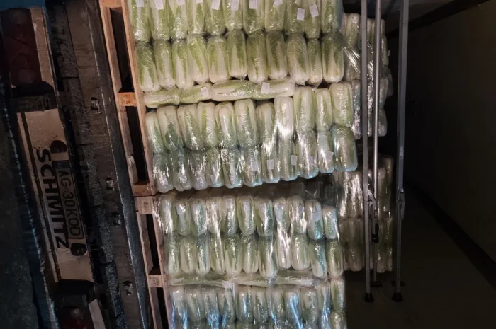 Пекинська капуста на продаж- фото № 7