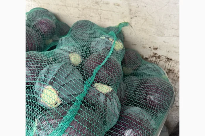 Червоннокачанна капуста оптом- фото № 4