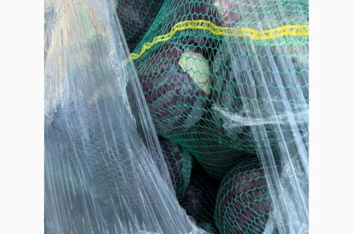 Червоннокачанна капуста оптом- фото № 6