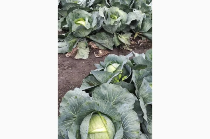 Капуста сорту Агресор на продаж- фото № 1