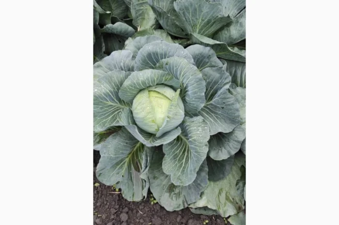 Капуста сорту Агресор на продаж- фото № 3
