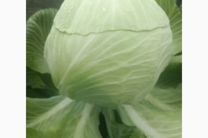 Продаю капусту сортів Валентина та Домінанта- фото № 1