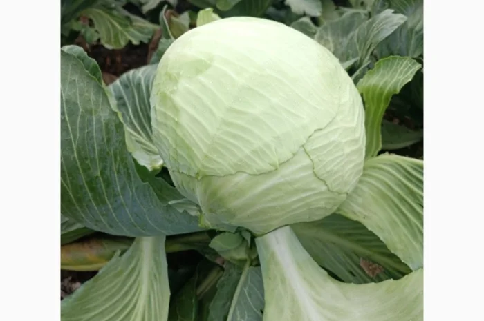 Продаю капусту сортів Валентина та Домінанта- фото № 2