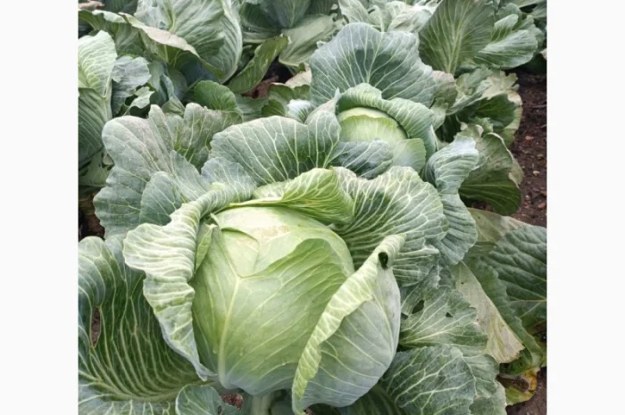 Продаю капусту сортів Валентина та Домінанта- фото № 3