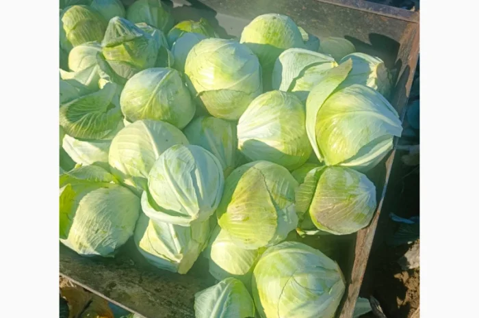 Капуста сорт агресор на продаж- фото № 2