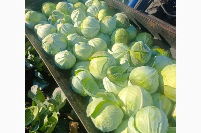 Капуста сорт агресор на продаж- фото № 4