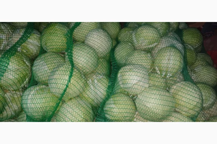 Капуста Бригадир на продаж- фото № 2