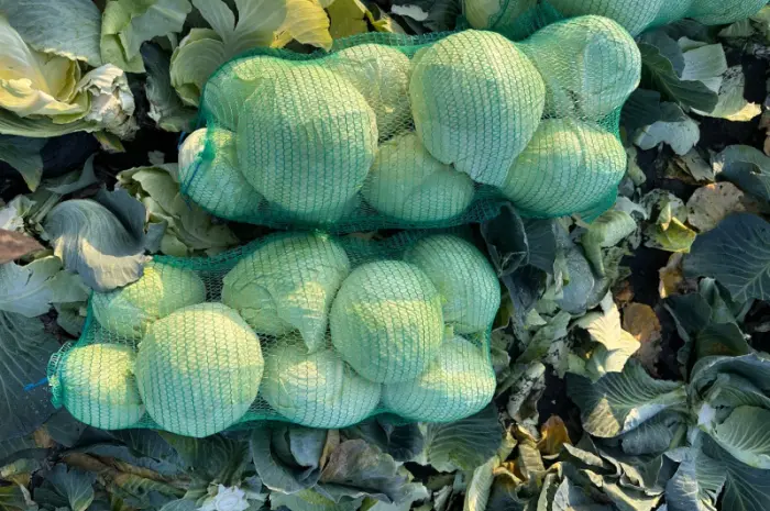 Продам капусту Агрессор- фото № 4