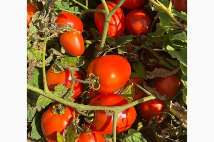 Капуста сорт Агресор на продаж- фото № 2