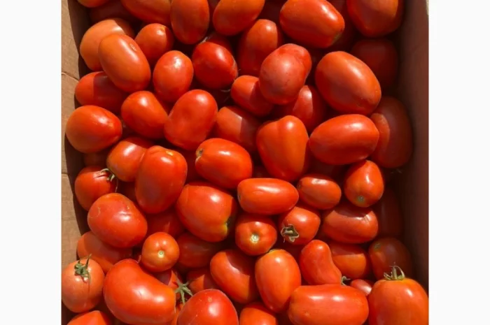 Капуста сорт Агресор на продаж- фото № 3