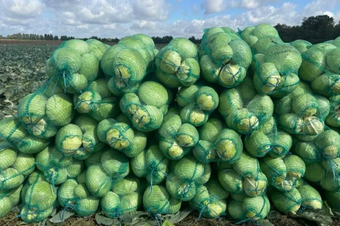 Капуста сорт агресор на продаж- фото № 2