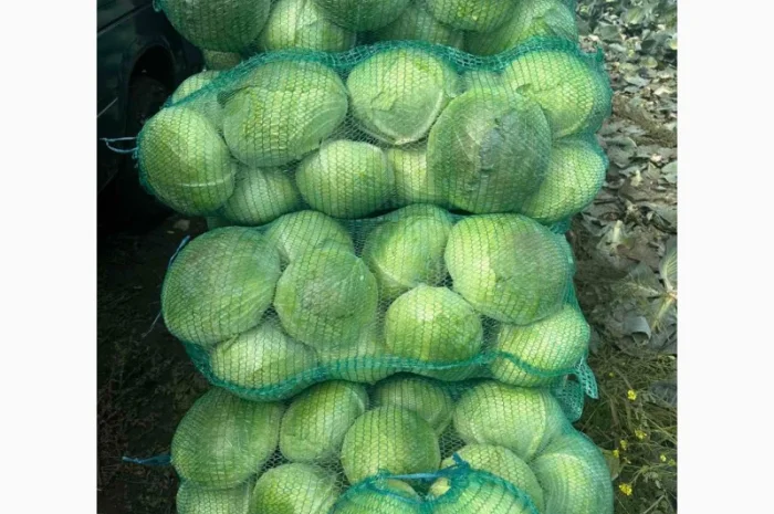 Капуста сорт агресор на продаж- фото № 3