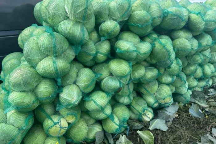 Капуста сорт агресор на продаж- фото № 5