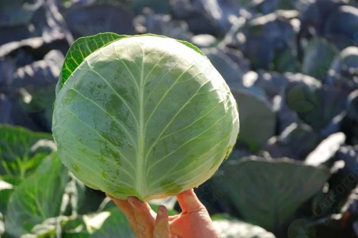 Продаж капусти сорту Бригадир-Вісконт- фото № 1