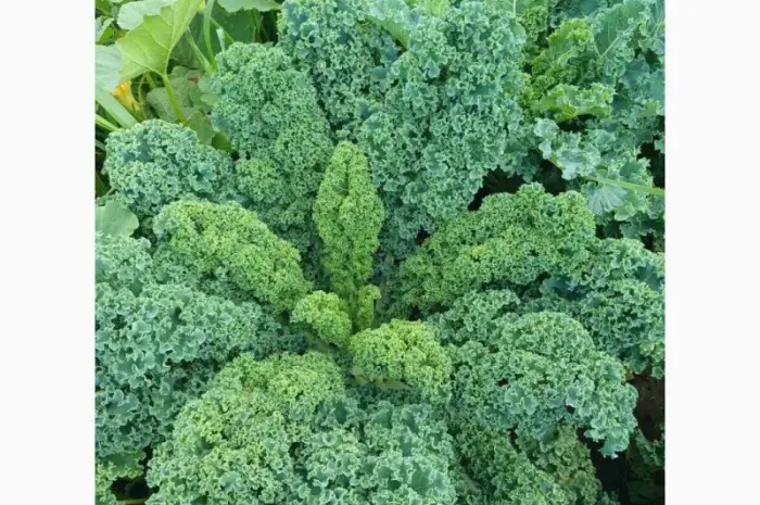Продам.Свіжа капуста Кале(Kale) – суперфуд прямо з поля! Еко-продукт. Урожай 2025- фото № 5